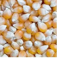 Yellow Maize Seeds