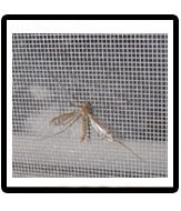 Mosquito Net