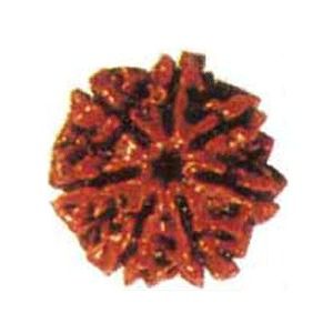 7 Mukhi Rudraksha