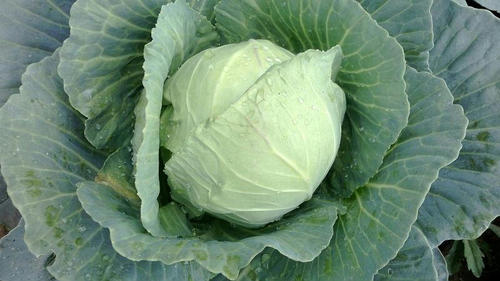 Cabbage