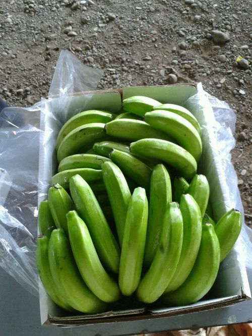 Green Cavendish Banana