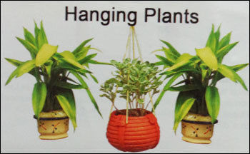 Hanging Plants