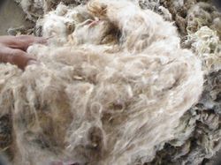 Wool - Premium Quality Natural Fiber , Versatile Usage Across Multiple Sectors