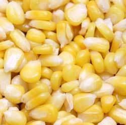 Yellow Maize Corn