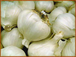 Fresh Garlic