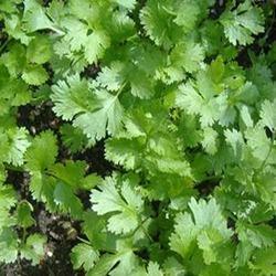 Coriander Leaves