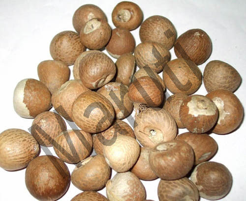 Betel Nut