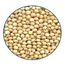 Indian Jowar Seeds