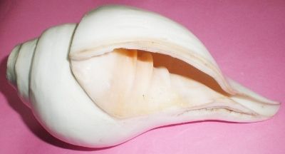 Large Blowing Conch Shell