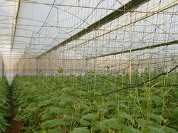 Crop Support Net