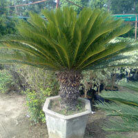 Cycus Palm Plants