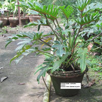 Saplera Plants