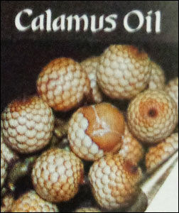 Pure Quality Calamus Oil