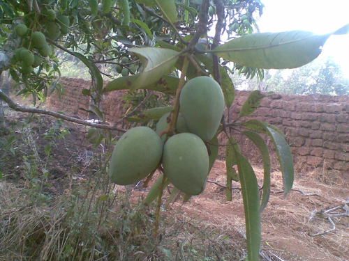 Mango Fruit