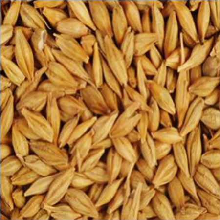 Barley Seeds