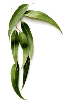 Eucalyptus Oil (Globulus)