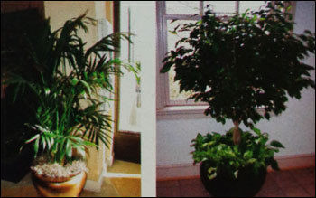 Interior Decoration Services By Pot Plants By Horticulture Consultancy Group