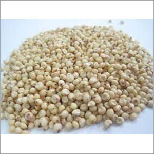 Sorghum Seeds