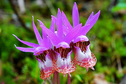 Fairy Slipper Flower Bouquet