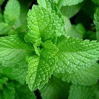 Fresh Mint Leaves