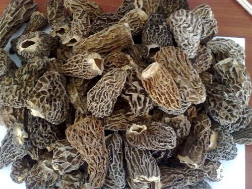 Dried Morel Mushrooms