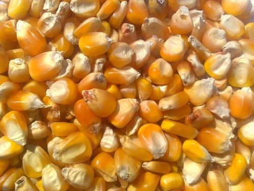 Yellow Corn For Animal Feed