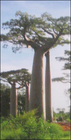 Adensonia Grandederi Tree