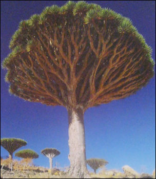 Dracaena Draco Tree