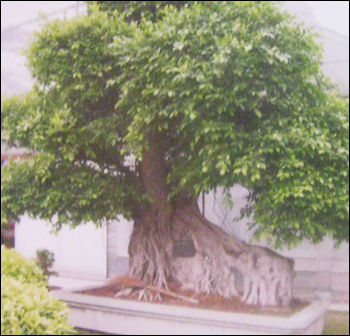 Lucky Ficus Tree