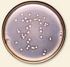 Phosphorus Solubilizing And Mobilizing Bacteria