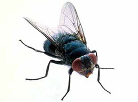 Fly Control Services By DIAMOND PEST CONTROL
