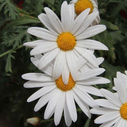 Biocarve Chrysanthemum Paludosum Flower Seeds