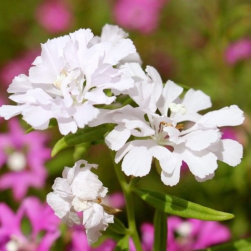 Biocarve Clarkia Pulchella Flower Seeds