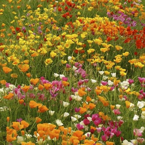 California Poppy Mix Flower Seeds