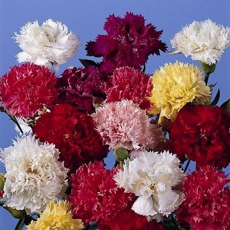Dianthus Chaubaud Mixed Flower Seeds