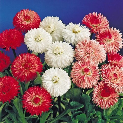 English Daisy Double Mix Flower Seed