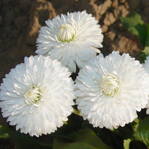 English Daisy Double White Flower Seeds