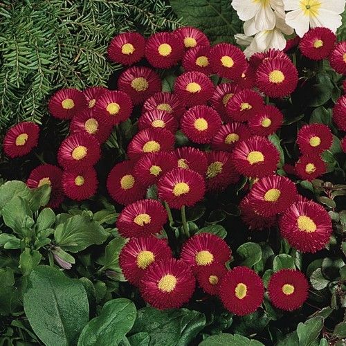 English Daisy Pomponette Red Flower Seeds