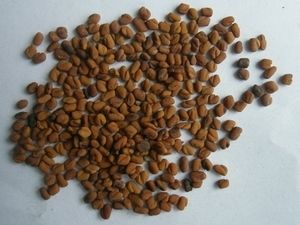 Common Fenugreek Extract