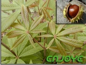 Horse Chestnut Seed Extract