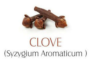 Clove