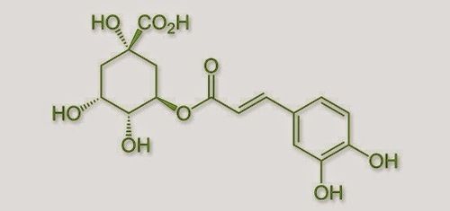 Chlorgenic Acid