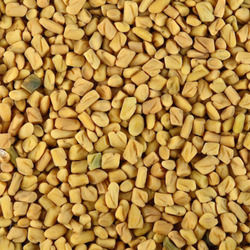 Fenugreek