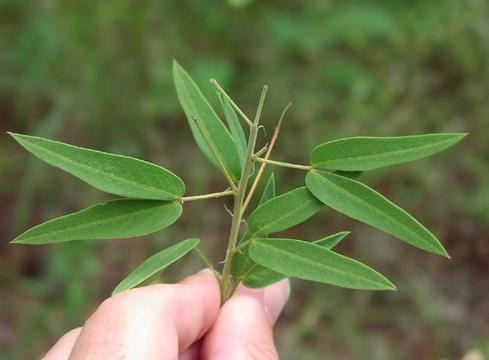 Senna Leafs