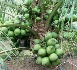  नारियल के पौधे
