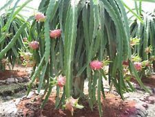 Dragon Fruit Red Plant