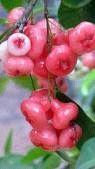 Rose Apple Plant