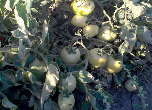 Hybrid Tomato Plant