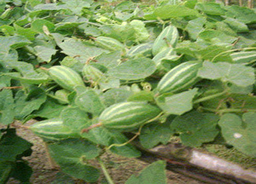 Parwal Plant