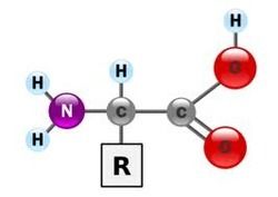 Amino Acid